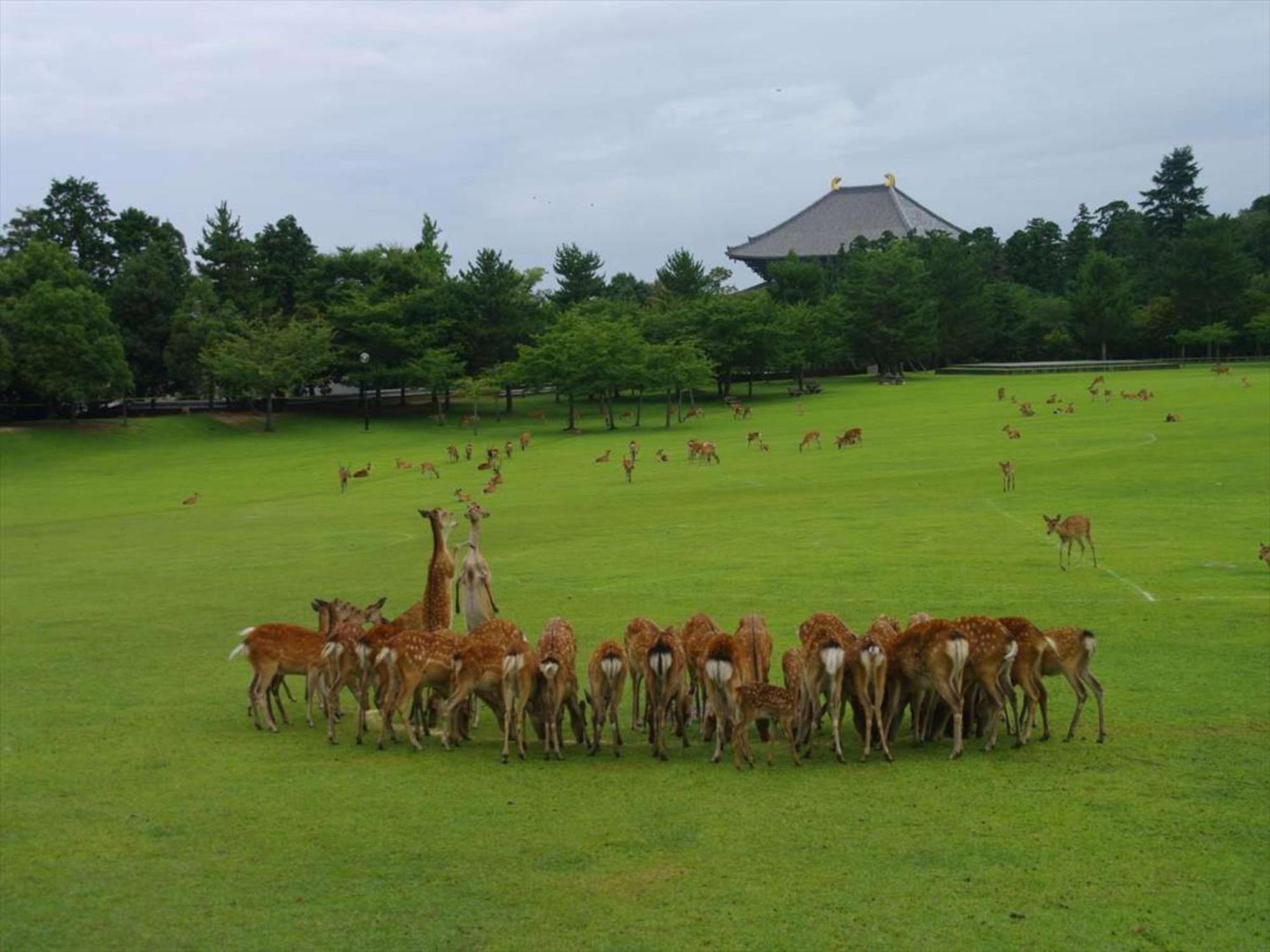 Hotel New Wakasa Nara Eksteriør bilde