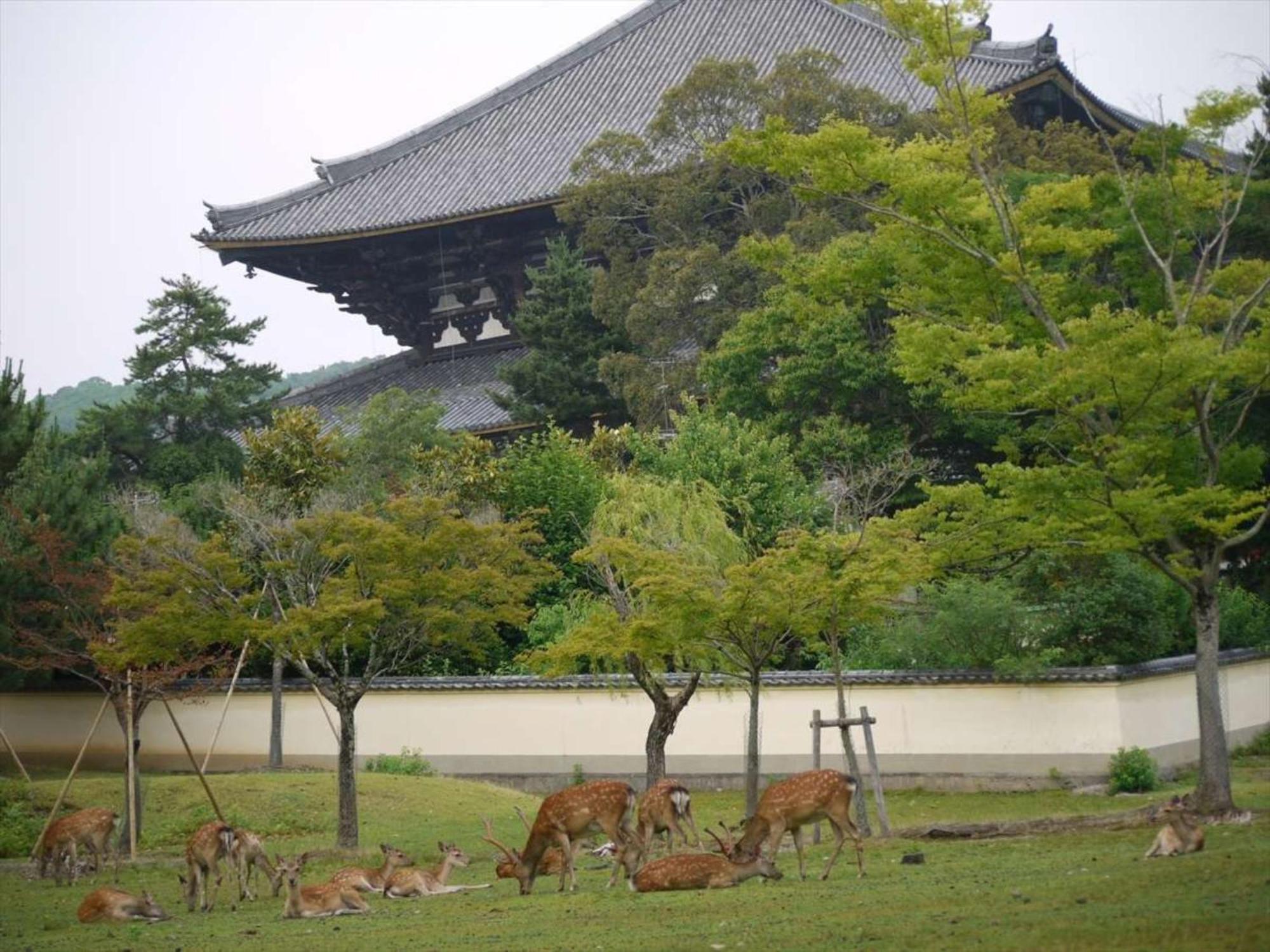 Hotel New Wakasa Nara Eksteriør bilde